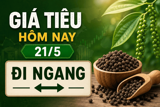 Giá tiêu hôm nay 21/5: Đi ngang
