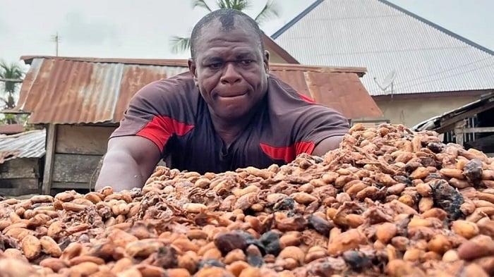 Áp lực nợ đè nặng lên “ông lớn” ca cao Ghana giữa biến động thị trường toàn cầu
