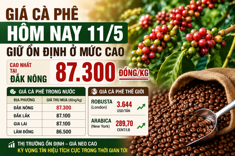 Giá cà phê hôm nay 11/5: Cà phê trong nước giữ mức cao, Tây Nguyên thu mua tới 87.300 đồng/kg