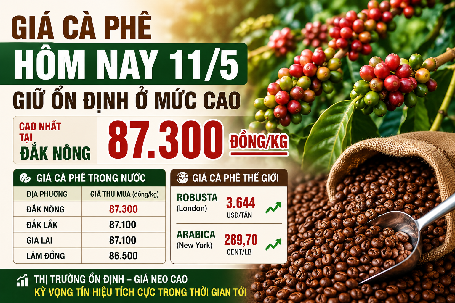 Giá cà phê hôm nay 11/5: Cà phê trong nước giữ mức cao, Tây Nguyên thu mua tới 87.300 đồng/kg