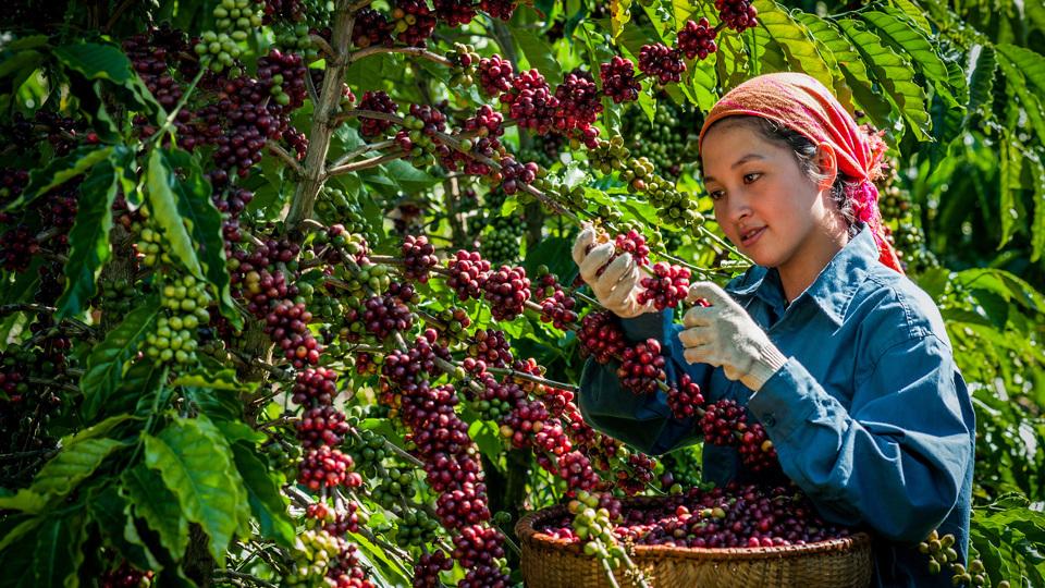 Giá cà phê và hồ tiêu ngày 11/5 đồng loạt tăng nhẹ