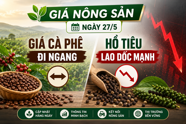 Giá nông sản ngày 27/5: Giá cà phê đi ngang, hồ tiêu lao dốc mạnh