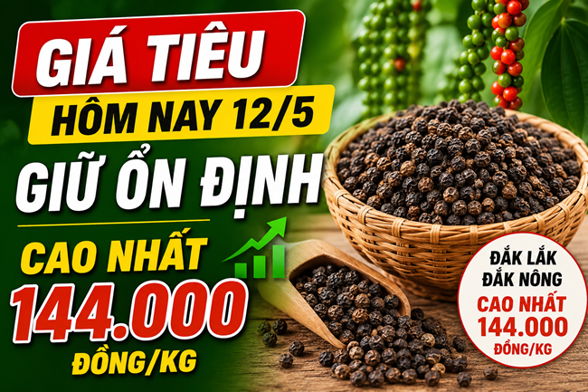 Giá tiêu hôm nay 12/5: Giữ ổn định, cao nhất 144.000 đồng/kg