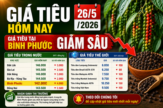 Giá tiêu hôm nay 26/5/2026: Giá tiêu tại Bình Phước giảm sâu