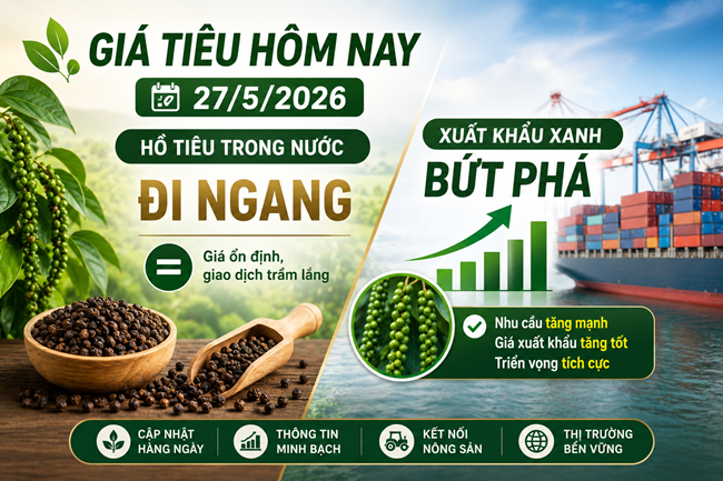 Giá tiêu hôm nay 27/5/2026: Hồ tiêu trong nước đi ngang, xuất khẩu xanh bứt phá