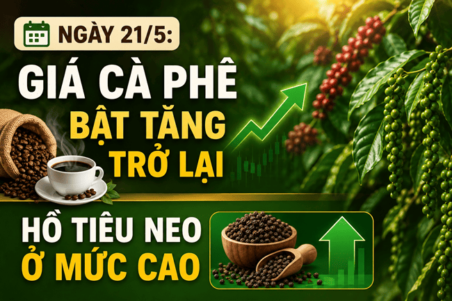 Ngày 21/5: Giá cà phê bật tăng trở lại, hồ tiêu neo ở mức cao