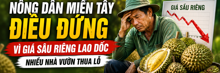 Nông Dân Miền Tây Điêu Đứng Vì Giá Sầu Riêng Lao Dốc