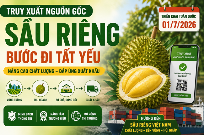 Truy xuất nguồn gốc sầu riêng: Giải pháp nâng cao chất lượng xuất khẩu